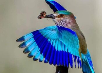 La democracia en Guatemala agoniza: análisis de coyuntura