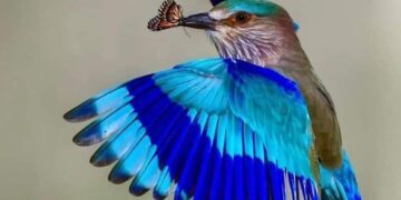 La democracia en Guatemala agoniza: análisis de coyuntura